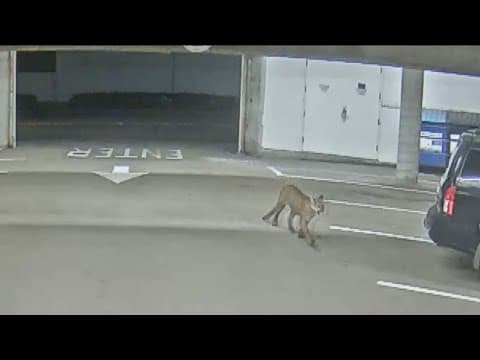 Mountain lion found dead in remote part of Oceanside