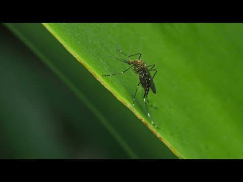 A second West Nile Virus death has been reported in Dallas County