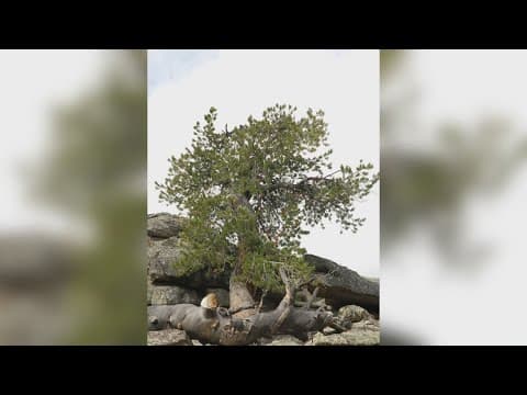 Tree species could feel climate change impact