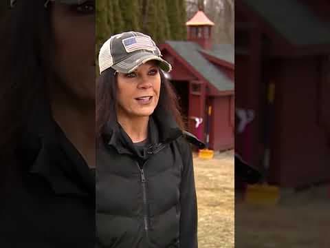 Meet Peaches 🍑 Mini horse competing for Cadbury bunny title