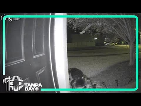 Alligator caught on Ring doorbell camera triggers motion alert for Tampa Bay homeowner