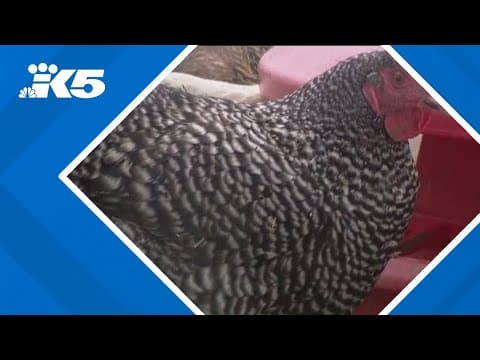 Health officials investigating after bird flu detected in Washington workers