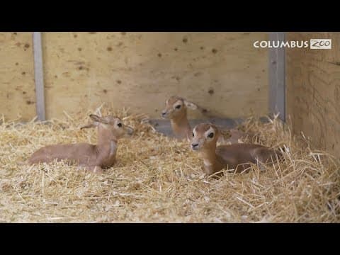 3 endangered dama gazelle calves born at the Columbus Zoo