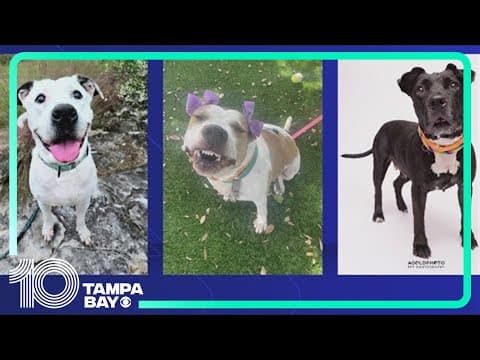Hillsborough County animal shelter waives adoption fees for holidays