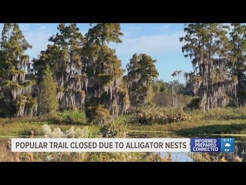 Popular Florida trail closed due to alligator nests in Polk County