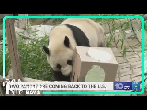 Giant pandas coming back to DC