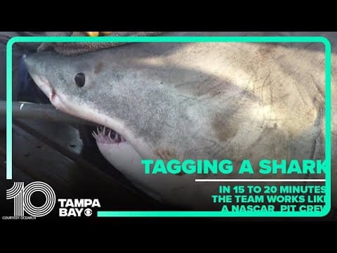 Ocearch tags great white shark to monitor movement for next 10 years