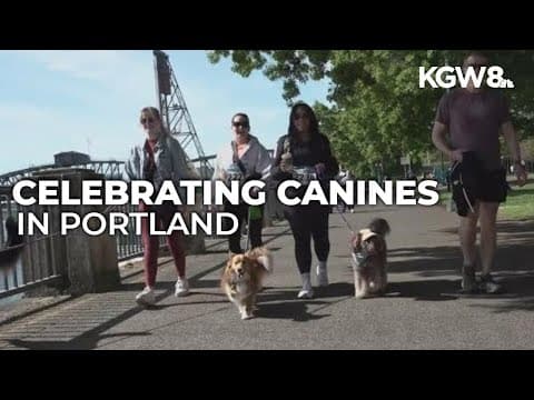 About 2,000 dogs show up for Doggie Dash at Portland's Tom McCall Waterfront Park