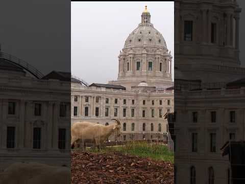 Goats munch on weeds and invasive plants at the State Capitol