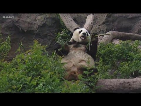 Pandas could return to San Diego. But don't call it a comeback — yet