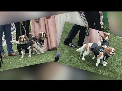 Brides and grooms say "I do" want my dog at my wedding