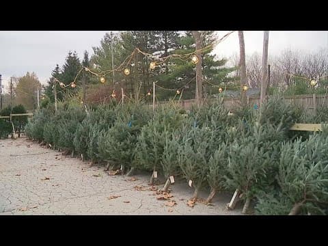 How to keep that fresh cut tree vibrant through the holidays