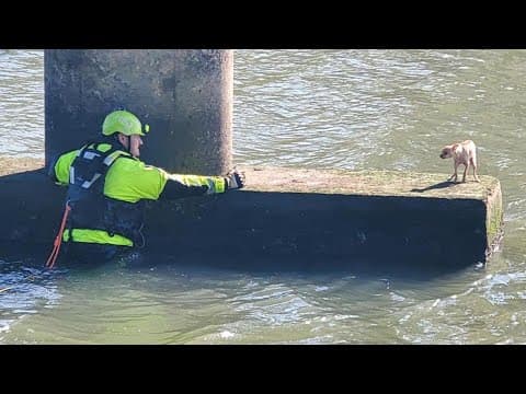 Video | Houston firefighter swims into bayou to rescue tiny dog but it had other ideas