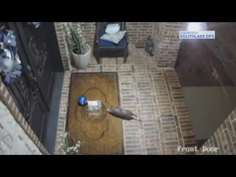 Surveillance video catches possum stealing bag of cookies from Texas porch