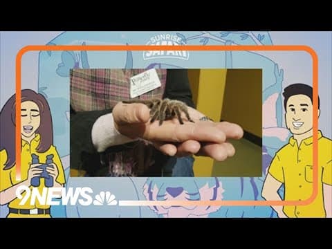 Sunrise Safari: Rosie the tarantula