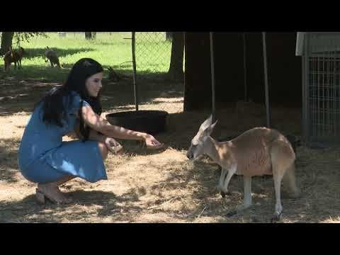 Family in Texas garnering worldwide attention after kangaroos escape