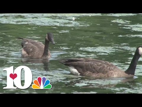 Some residents upset after Lake Tansi 'property owners association' decides to euthanize geese
