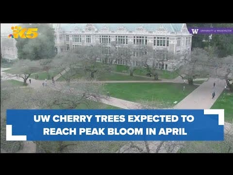 UW cherry trees expected to reach peak bloom in April
