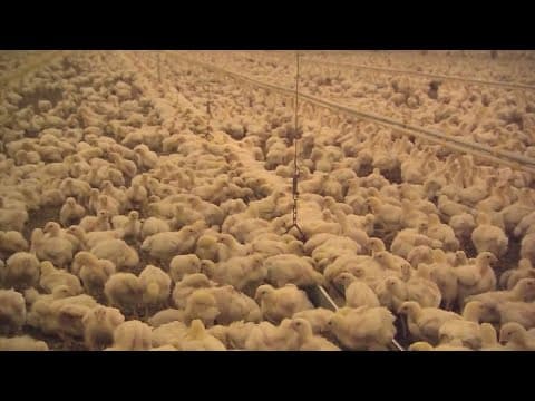 New CDC report investigates indoor cats dying from bird flu