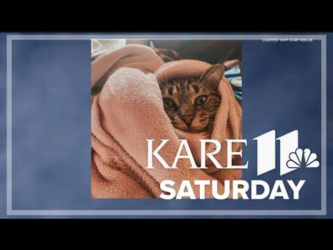 Find your next cat at Ruff Start Rescue during Adopt a Shelter Cat Month