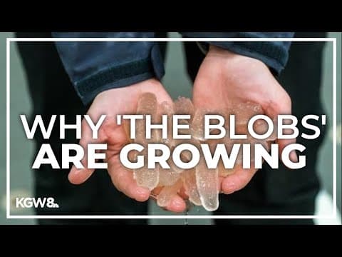 How some weird, gelatinous creatures on the Oregon Coast led to discoveries about marine heat waves