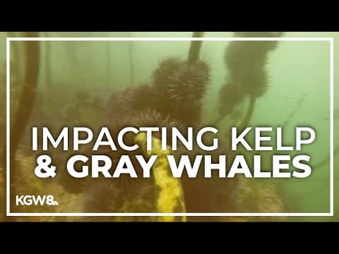 Increase in sea urchin population raises concern