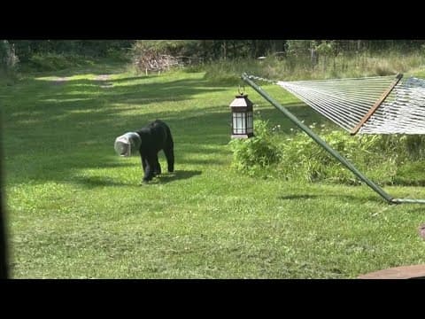 Wisconsin family rescues bear with jar stuck on its head