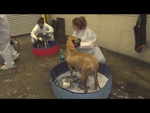 San Diego Humane Society cares for animals impacted by plane crash