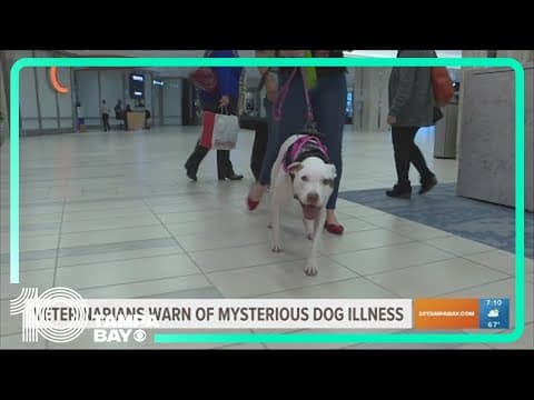 Heads up dog owners: Vets warn of mystery respiratory disease