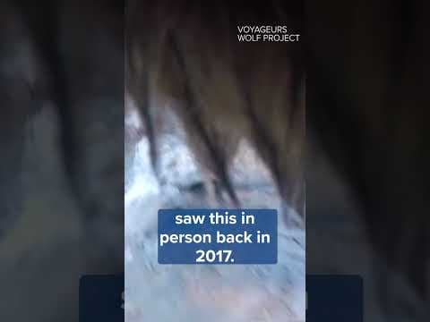 People aren't the only ones who enjoy fishing in Minnesota's many waterways! #wolf #kare11 #shorts