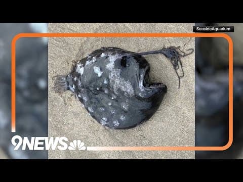 Rare angler fish found on Oregon beach