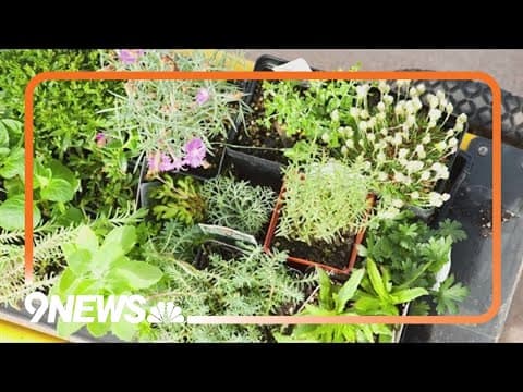 Planning your garden for early spring in Colorado