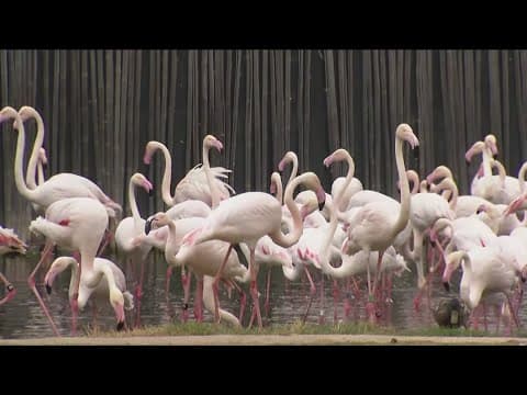Zoo Day | Meet the flamingo
