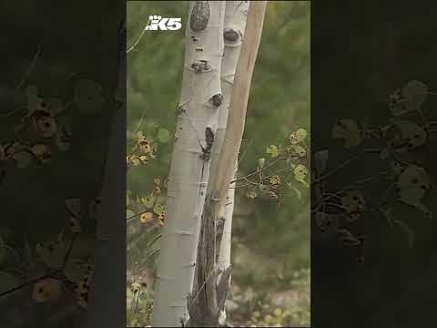 Man survives grizzly attack in Wyoming