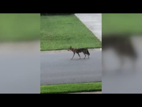 TN, KY could see increase in coyote activity as winter mating season approaches