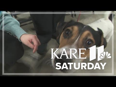Who will be the top dog? Land O'Lakes Kennel Club Dog Show underway