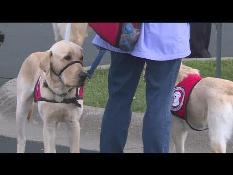 'Woofaroo' raises money for Can Do Canines