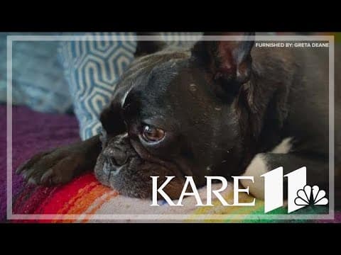 St. Paul teen charged in connection to stolen dog case