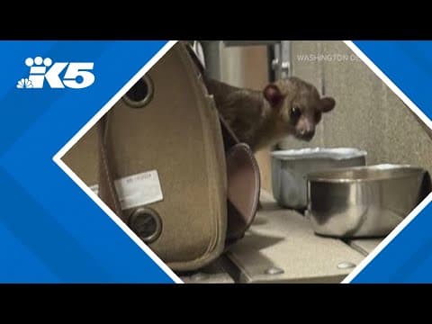 Trooper called to capture kinkajou at rest stop 'thought it was a joke'