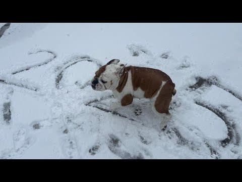 Houston snow day through YOUR pictures and videos