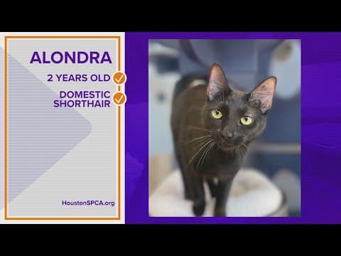 Pawfect Match: Meet Alondra