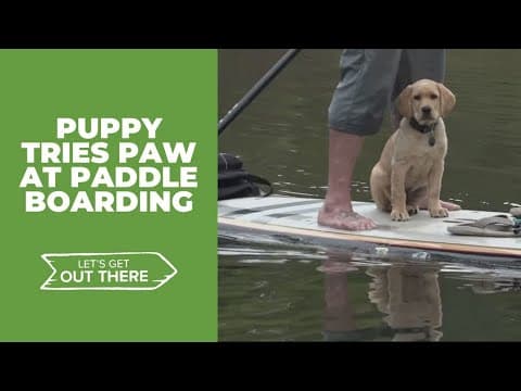 Meet Lemmy, the paddleboarding pup