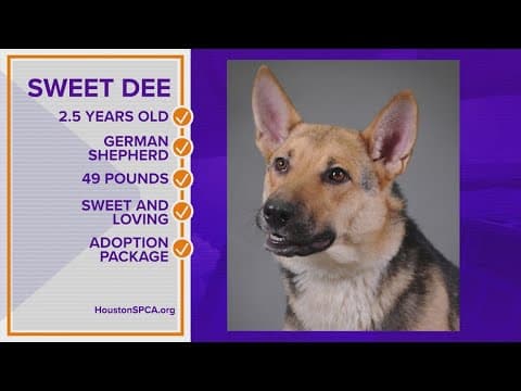 Pawfect Match: Meet Sweet Dee