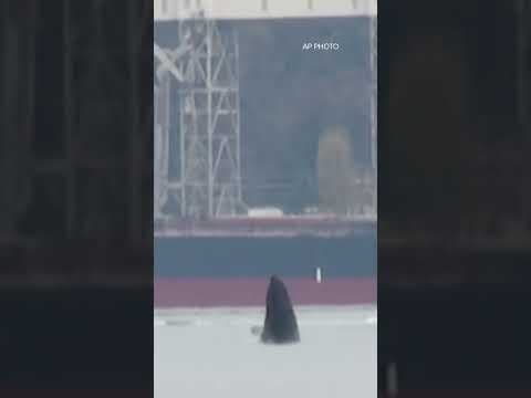 Young humpback whale leaps out of Elliott Bay, dazzling onlookers #king5 #seattle