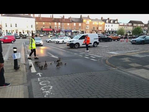 'Duck Wardens' defend feathered friends in the UK