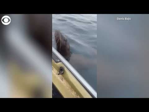 Sea lion jumps up on fisherman's kayak in California