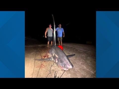 After a 6-hour struggle, anglers reel in 16-foot shark off Connecticut coast