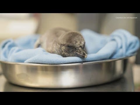 Columbus Zoo voted in top 10 best zoos in the country