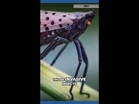 Spotted lanternflies impacting central Ohio honeybees