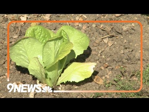 Plant cool season crops now